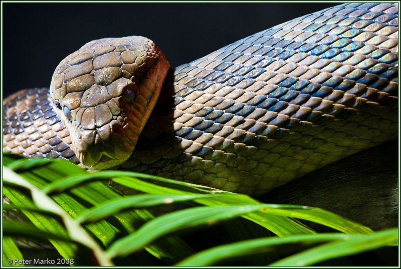 WV8X8309.jpg - Autralian snakes, Sydney, Australia.